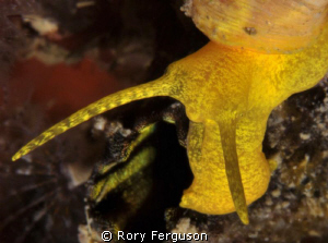golden wentletrap snail by Rory Ferguson 